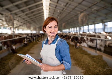 Similar – a milk cow in the pasture looks into the camera and eats a flower. organic pasture. in the background another cow. shallow depth of field. nice weather