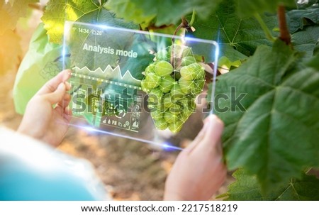 A woman measuring crop growth rate with augmented reality and AR technology using a smart device in a grape (Shine Muscat) field. Smart Farm, Augmented Reality, Hologram, Manipulation Application