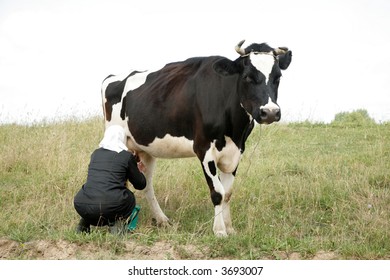 Woman Milking Cow In Field