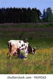 Woman Milking Cow On Field