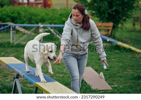 Woman mistress playing with her dog agility walking over a seesaw or rocker