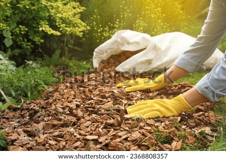 Woman mulching soil with bark chips in garden, closeup