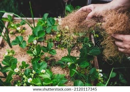 woman mulching strawberries with coconut fibres, gardening