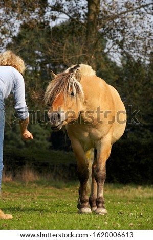 Woman and Norwegian Fjord Horse  