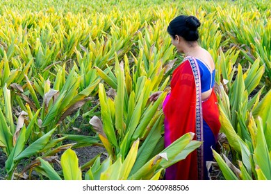 Woman Observing In Green Turmeric Agriculture Field.