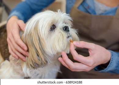 Woman Offering Tablet To Dog