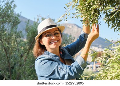 Woman in an olive grove, autumn sunny day in mountain Mediterranean landscape, unripe olive crop - Powered by Shutterstock