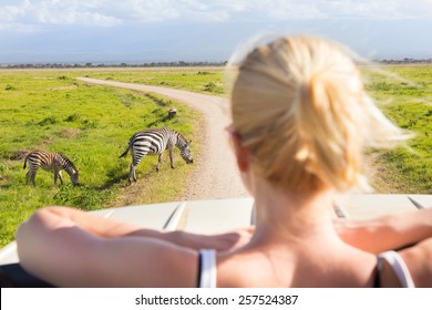 Woman On African Wildlife Safari Observing Zebras From Open Roof Safari Jeep. Rear View. Focus On Zebras.