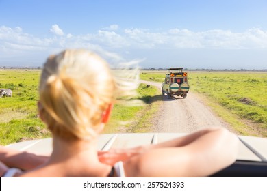 Woman On African Wildlife Safari Observing Animals And Nature From Open Roof Safari Jeep. Rear View.