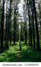 A Woman On A Bicycle In The Middle Of A Forest With Very Tall Trees In Green Tones