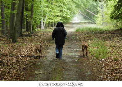 Woman On Dog Walk Through The Wood After The Rain