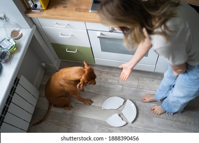 Woman owner scolding and asks who broke the plate, points her hands on the floor, Wirehaired Vizsla dog is ashamed, looking at white dish. Selective focus. - Shutterstock ID 1888390456