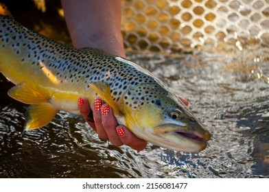 Woman With Painted Nails Releasing A Brown Trout After Caught While Fly Fishing In Alberta 