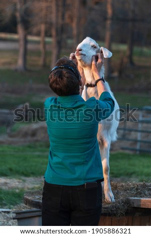 Similar – Little baby cow feeding from milk bottle.