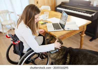 Woman With Paraplegia In A Wheelchair At The Computer In The Home Office Paws Her Assistance Dog