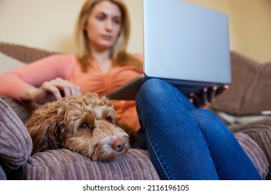 Woman With Pet Cockapoo Dog Relaxing On Sofa With Laptop At Home