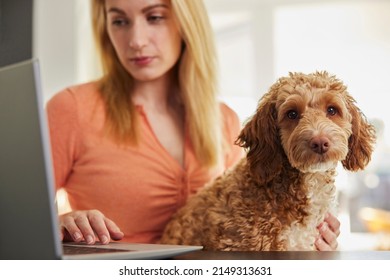 Woman With Pet Cockapoo Dog Researching Insurance On Laptop At Home