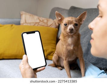 Woman pet owner and her small dog shopping online. - Powered by Shutterstock