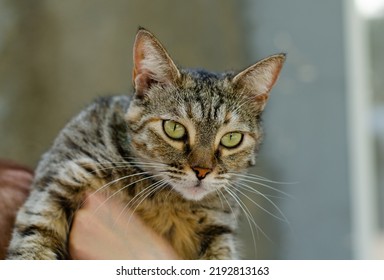 A Woman Pets A Spotted Stray Cat On The Street. A Woman Holds A Pet In Her Arms. Volunteer, Animal Rights Activist Feeds A Street Cat.