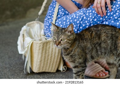 A Woman Pets A Spotted Stray Cat On The Street. A Woman Holds A Pet In Her Arms. Volunteer, Animal Rights Activist Feeds A Street Cat.