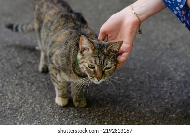 A Woman Pets A Spotted Stray Cat On The Street. A Woman Holds A Pet In Her Arms. Volunteer, Animal Rights Activist Feeds A Street Cat.