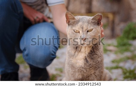 woman petting a cat outside. Stray or Feral Cat in Street city of Rhode in Greece. Historic Landmark in Old Town.