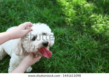 Woman petting cute fluffy Bichon Frise dog on green grass in park, closeup. Space for text