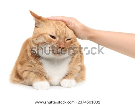 Woman petting cute ginger cat on white background, closeup. Adorable pet