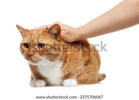 Woman petting cute ginger cat on white background, closeup. Adorable pet