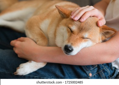 A Woman Petting A Cute Red Dog Shiba Inu, Sleeping On Her Lap. Close-up. Trust, Calm, Care, Friendship, Love Concept. Happy Cozy Moments Of Life. Stay At Home Concept