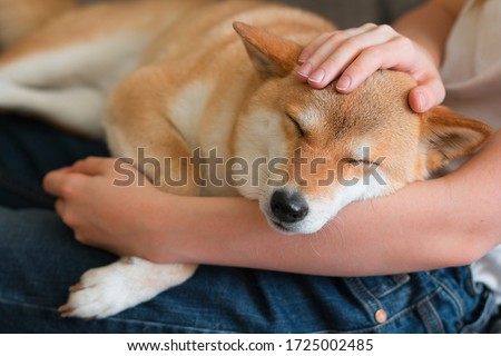 A woman petting a cute red dog Shiba inu, sleeping on her lap. Close-up. Trust, calm, care, friendship, love concept. Happy cozy moments of life. Stay at home concept