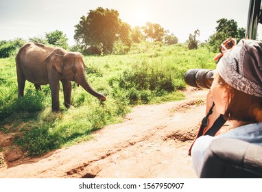 Woman Photographer Takes A Picture With Professional Camera With Telephoto Lens From Touristic Vehicle On Tropical On Safari In National Nature Park Udawalawe In Sri Lanka