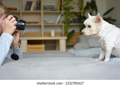 Woman Photographing Dog In Interior