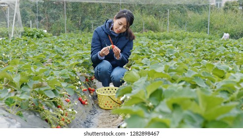 Woman pick up strawberry in the farm