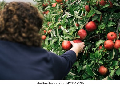 Woman Picking Apples From An Apple Tree In Upstate New York.