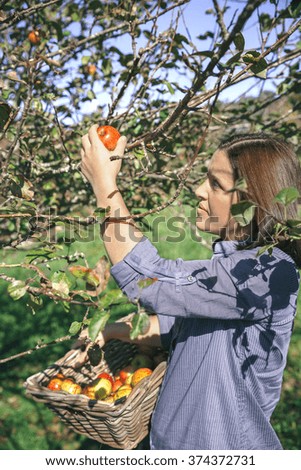 Image, Stock Photo Woman picking apples with basket in her hands