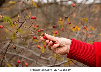 Woman picking berries of rose hip. Harvesting rose hip for alternative medicine at autumn season.