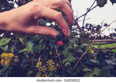 Woman Picking Blackberries