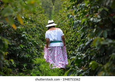 woman picking up coffee beans in Colombia - Shutterstock ID 1948751062