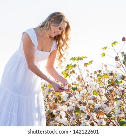 Woman Picking A Cotton Boll From A Field Of Cotton