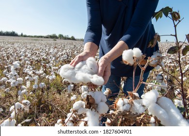 Woman Picking Cotton In The Field