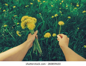 Woman picking flowers yellow dandelions on meadow in summer. Point of view shot. Image with instagram filter - Powered by Shutterstock