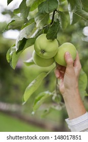 Woman Picking Fresh Green Apples Close Up