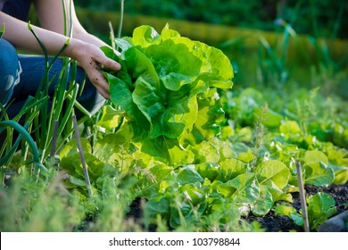 Woman Picking Fresh Lettuce In Garden