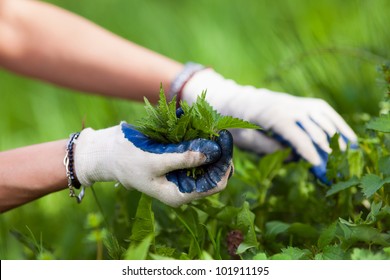 Woman Picking Fresh Nettle Leaves With Protection Gloves