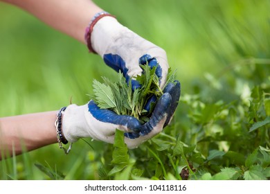 Woman Picking Fresh Nettle Leaves With Protection Gloves