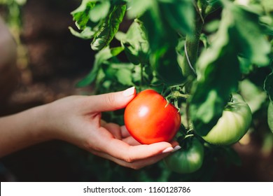 Woman picking fresh tomatoes from a tree. Fresh vegetables. Close-up.
