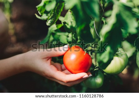 Woman picking fresh tomatoes from a tree. Fresh vegetables. Close-up.