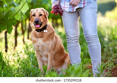 woman picking grapes in a vineyard with a dog