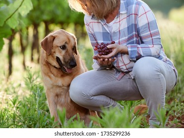 woman picking grapes in a vineyard with a dog